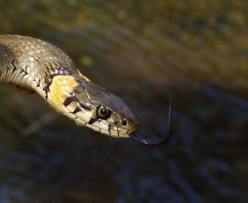 Natrix natirix
