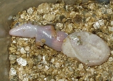 Schneider's skinks hatching