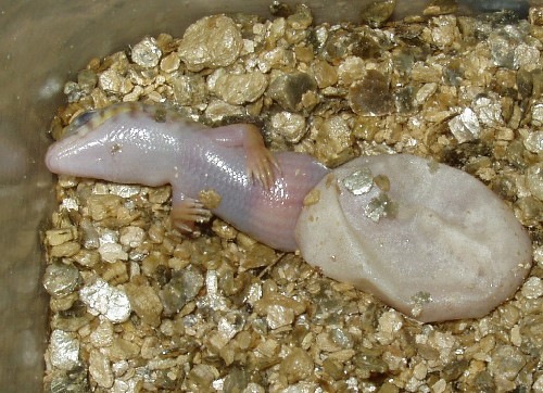 Schneider's skinks hatching