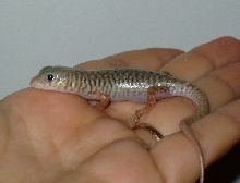 Schneider's skinks hatchling