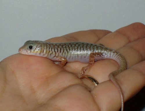 Schneider's skinks hatchling