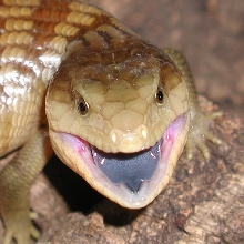 Tanimar Island Blue-tongued skink