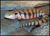 Irian Jaya Blue-Tongued Skink