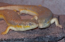 Schneider's skink pair