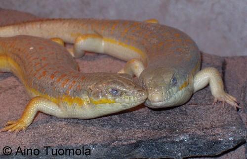 Schneider's skink pair