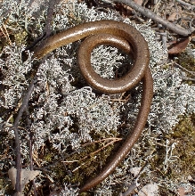 Anguis fragilis
