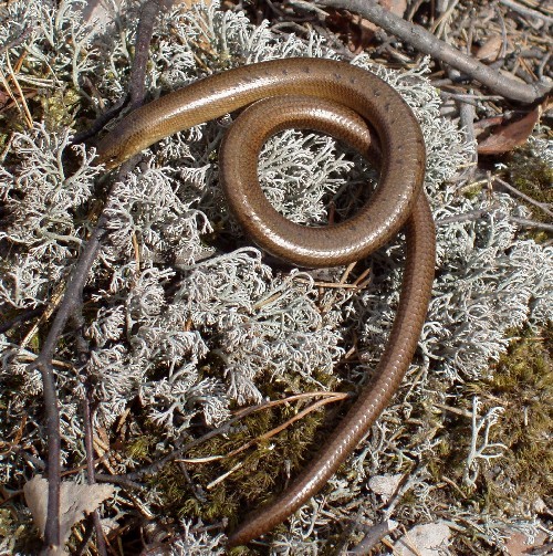 Anguis fragilis