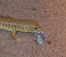 Juvenile schneider's skink