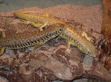 Sibling schneider's skinks