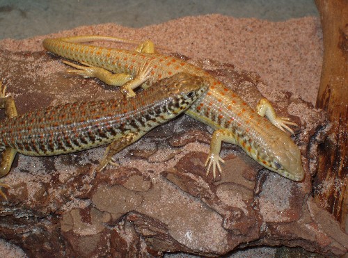 Sibling schneider's skinks