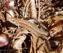 Zootoca vivipara