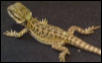 Hypo/red sandfire baby