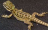 Hypo/red sandfire baby