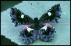 Black-and-white Mottlemark