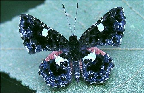 Black-and-white Mottlemark