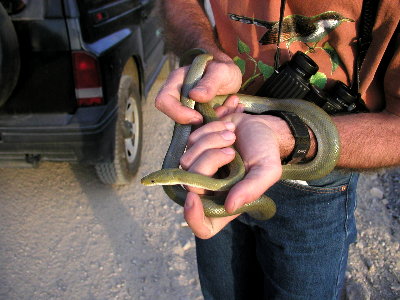 Green Rat Snake, Elaphe triaspis from Santa Cruz County, Arizona