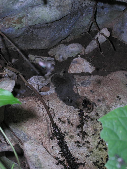 Stingless Bees, genus Trigona