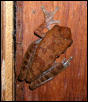 unknown tree frog