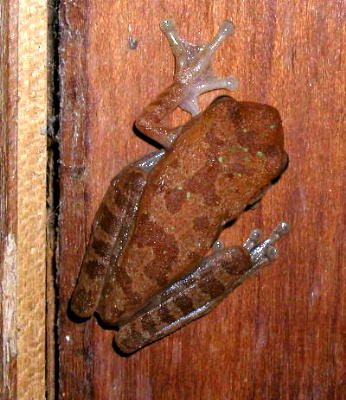 unknown tree frog
