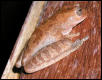 unknown tree frog