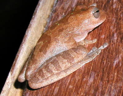 unknown tree frog