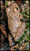 unidentified frog