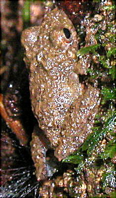 unidentified frog