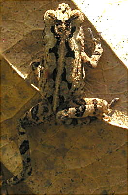 unidentified toad