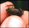 unidentified frog