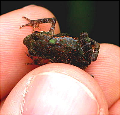 unidentified frog