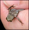 unidentified frog