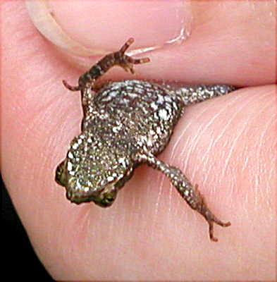 unidentified frog