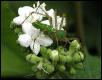 Lynx Spider on Mala Mujer