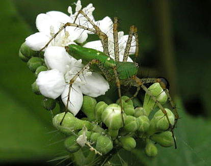 Lynx Spider on Mala Mujer