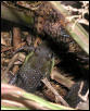 unidentified snake