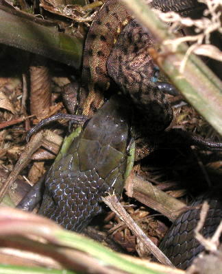 unidentified snake