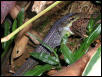 unidentified snake