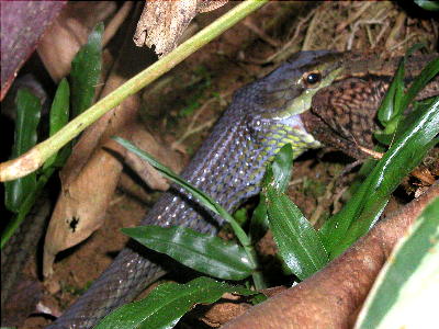 unidentified snake