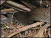 unidentified snake