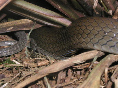 unidentified snake