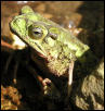 Green Climbing Toad