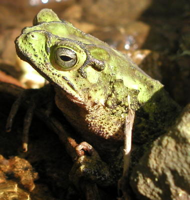 Green Climbing Toad