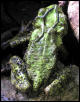 Green Climbing Toad