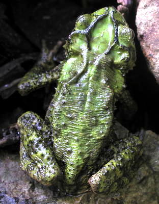 Green Climbing Toad