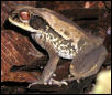 unidentified toad