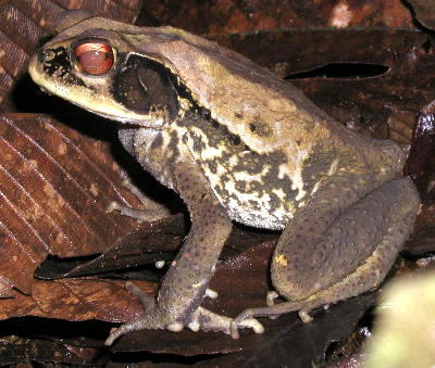 unidentified toad