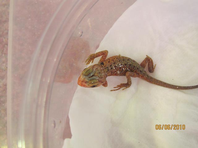 First baby