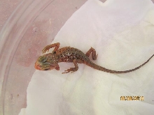 first baby 1