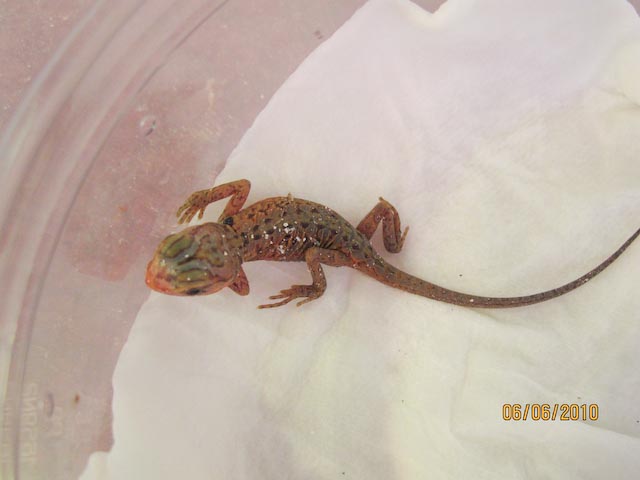 first baby 1