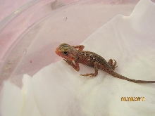 first baby 2